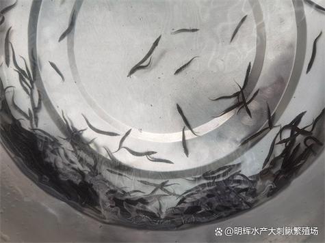 大刺鳅养殖 技术 科技-图2