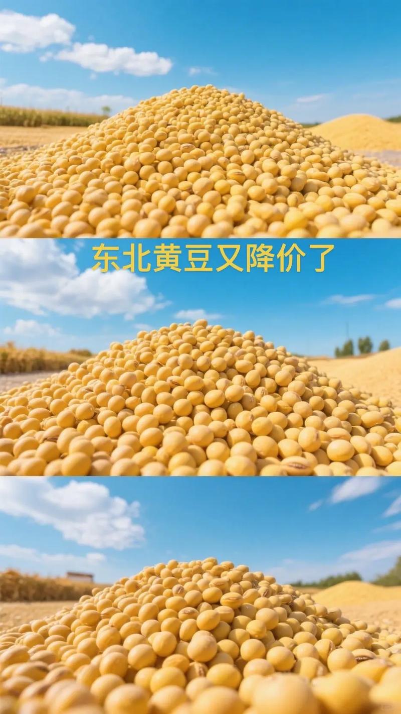 2025黑龙江黄豆价格会涨还是跌?-图3 2025黑龙江黄豆价格会涨还是跌?-图3