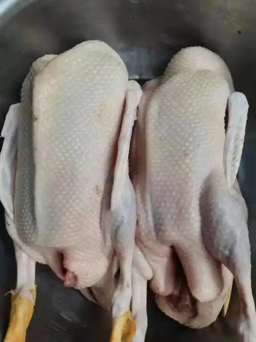 皮囊发酵养鸭,环保技术如何落地?-图2 皮囊发酵养鸭,环保技术如何落地?-图2