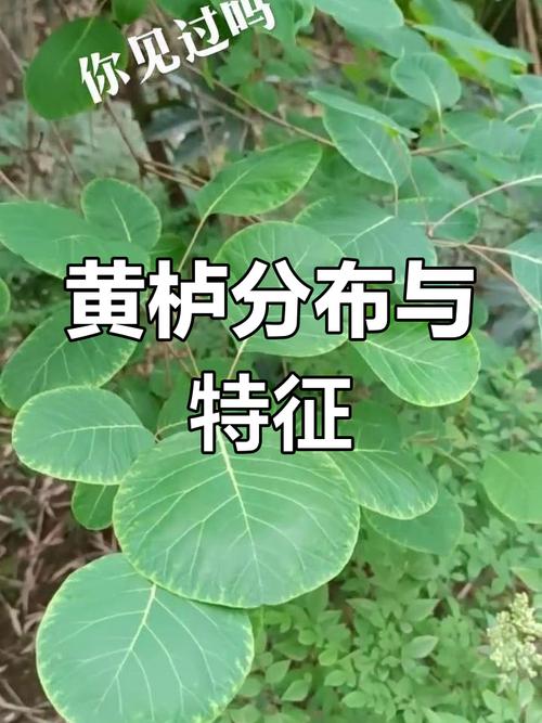 黄栌是国家保护植物吗？-图2