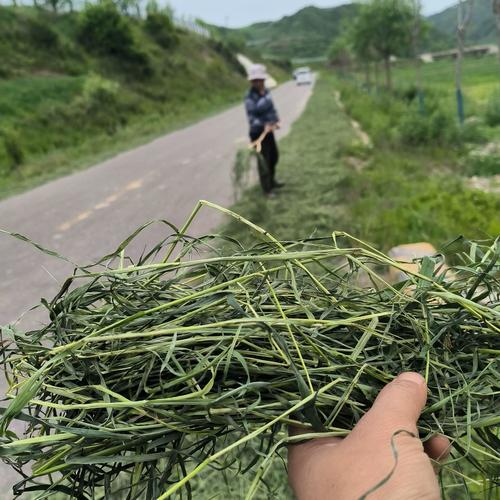 2025年山东肉兔价格会涨还是会跌?-图3 2025年山东肉兔价格会涨还是会跌?-图3