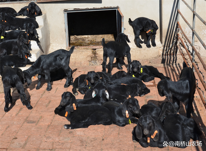 2025养羊技术有哪些新突破?-图2 2025养羊技术有哪些新突破?-图2