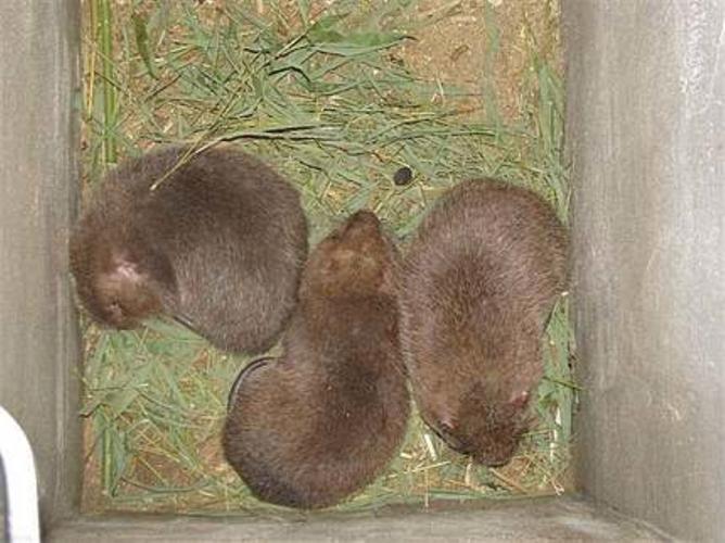 哪种竹鼠品种更适合养殖?-图3 哪种竹鼠品种更适合养殖?-图3