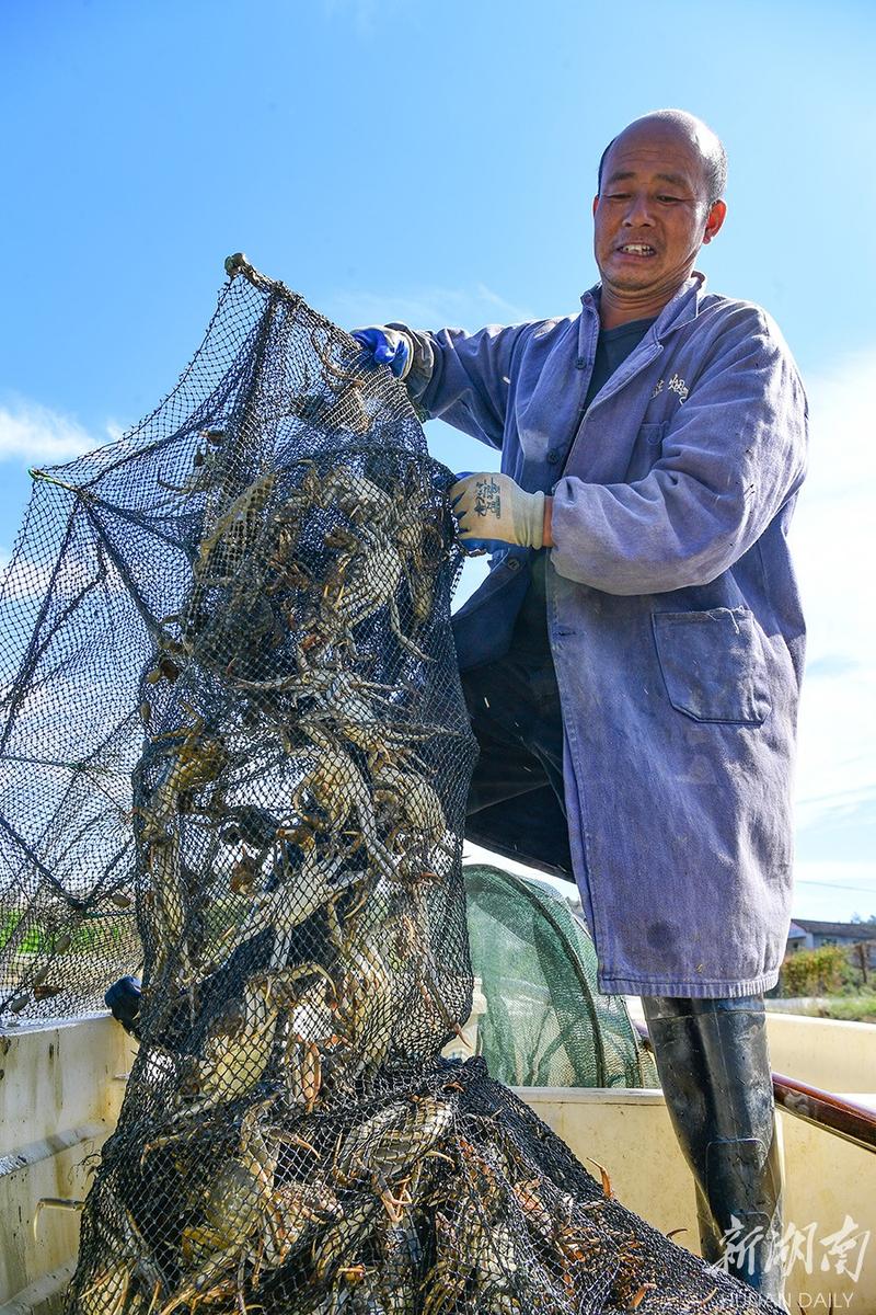 东北大闸蟹养殖技术视频，关键点在哪？-图2