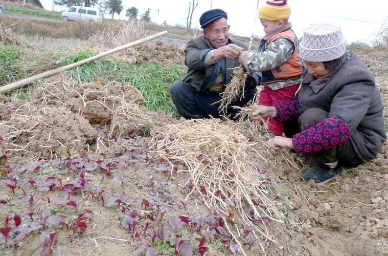 折耳根种植技术视频,关键步骤有哪些?-图2 折耳根种植技术视频,关键步骤有哪些?-图2