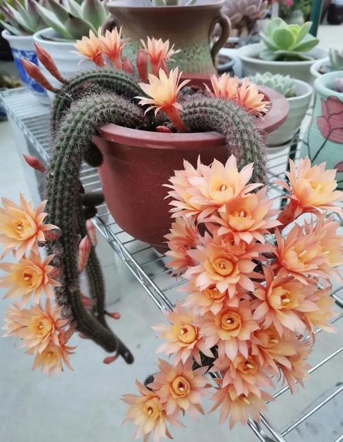 花仙人掌品种有哪些？-图2