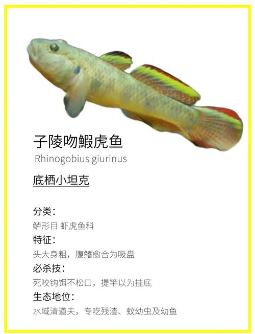 南方河里野杂鱼品种到底有多少种？-图3