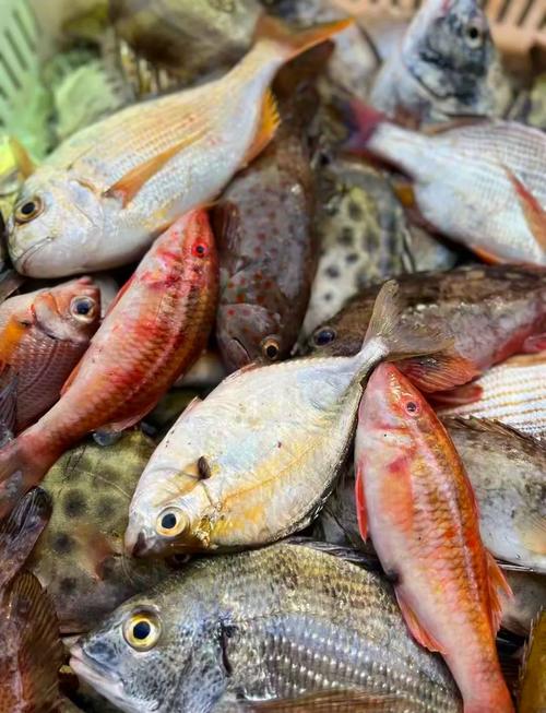 南方河里野杂鱼品种到底有多少种?-图1 南方河里野杂鱼品种到底有多少种?-图1