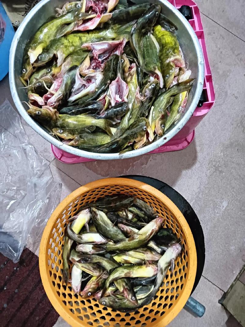 南方河里野杂鱼品种到底有多少种？-图2