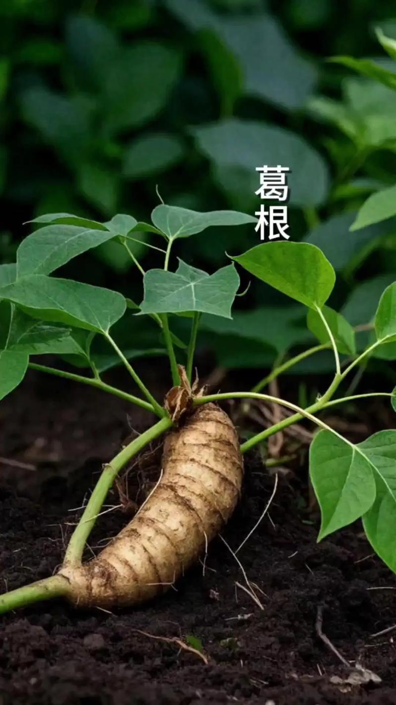 葛根种植技术咋掌握？未来市场前景咋样？-图3