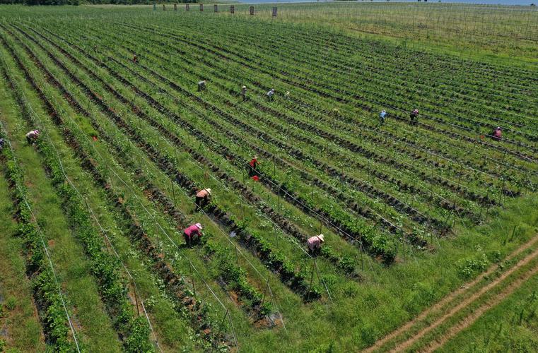 葛根种植技术咋掌握?未来市场前景咋样?-图1 葛根种植技术咋掌握?未来市场前景咋样?-图1