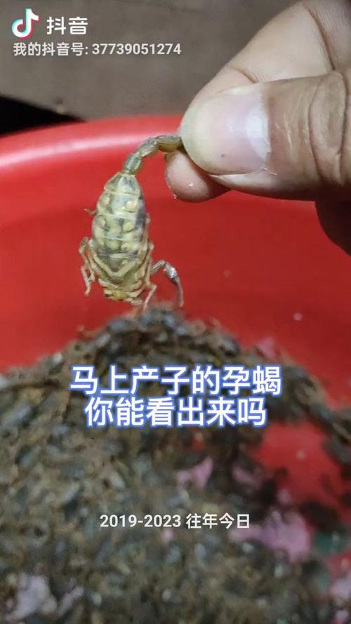 养殖河技术视频哪里能看?-图1 养殖河技术视频哪里能看?-图1