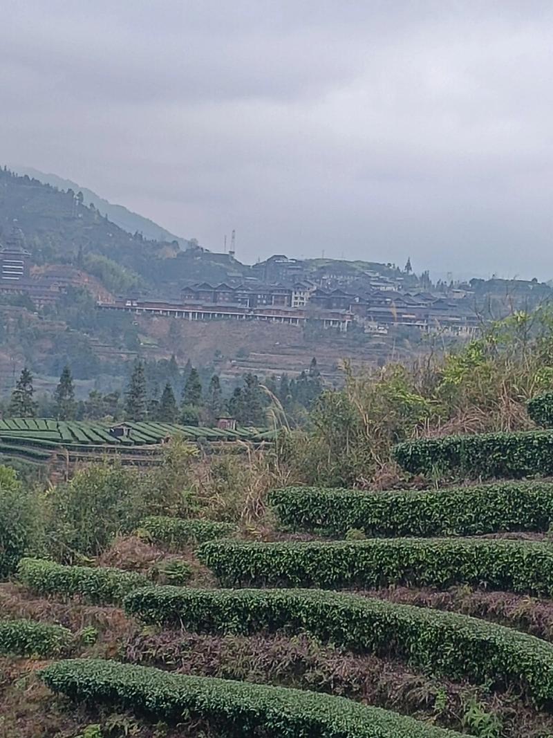 福云6号的品种特征特性-图3 福云6号的品种特征特性-图3