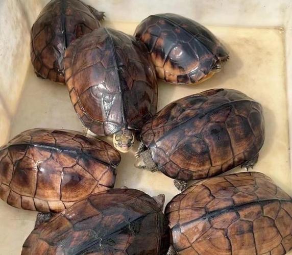 2025年金钱龟苗价格会涨还是跌?-图1 2025年金钱龟苗价格会涨还是跌?-图1