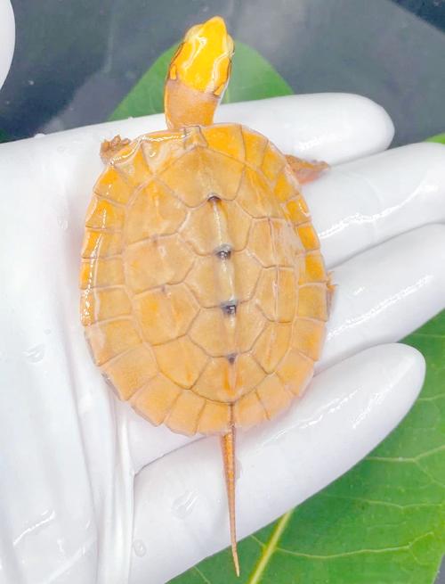 2025年金钱龟苗价格会涨还是跌?-图3 2025年金钱龟苗价格会涨还是跌?-图3