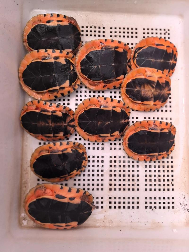 2025金钱龟种龟价格会涨还是跌？-图3