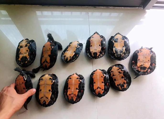 黑颈乌龟2025年价格会涨还是跌?-图1 黑颈乌龟2025年价格会涨还是跌?-图1