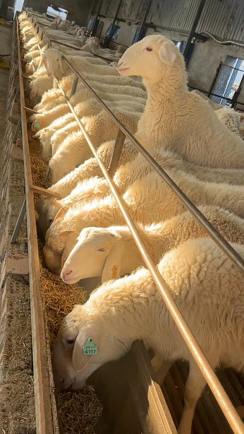 高产多羔山羊品种有哪些？-图2