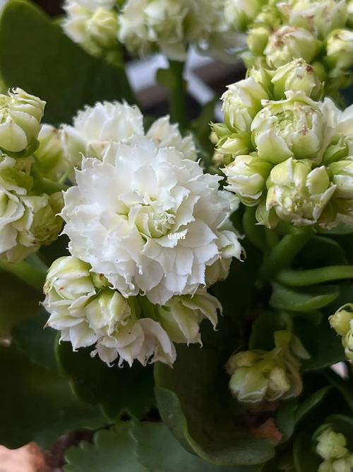 白色长寿花选什么品种好?-图3 白色长寿花选什么品种好?-图3