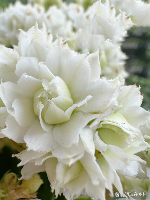 白色长寿花选什么品种好?-图2 白色长寿花选什么品种好?-图2