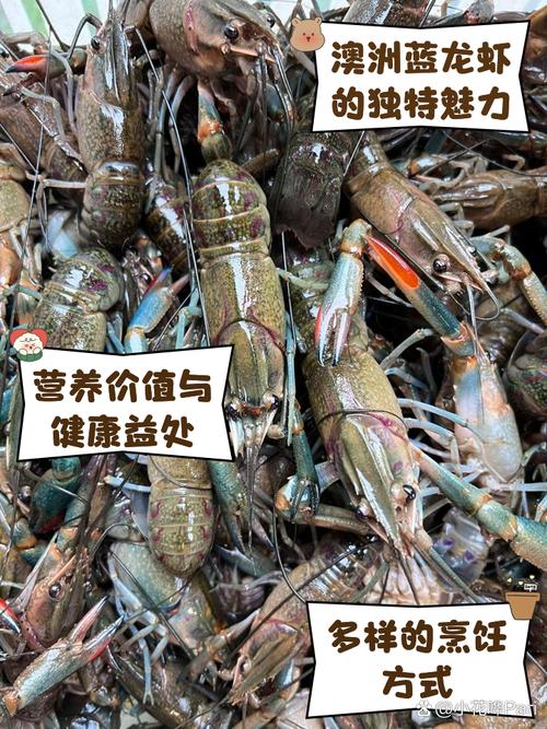 澳洲龙虾养殖技术有哪些-图1 澳洲龙虾养殖技术有哪些-图1