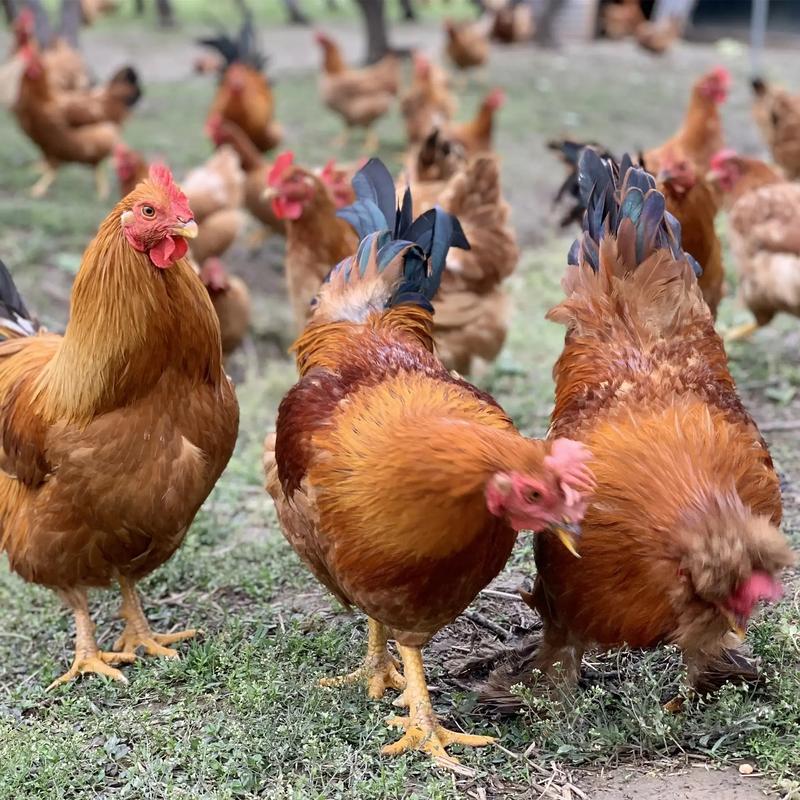 土鸡品种那么多,到底选哪种好?-图1 土鸡品种那么多,到底选哪种好?-图1