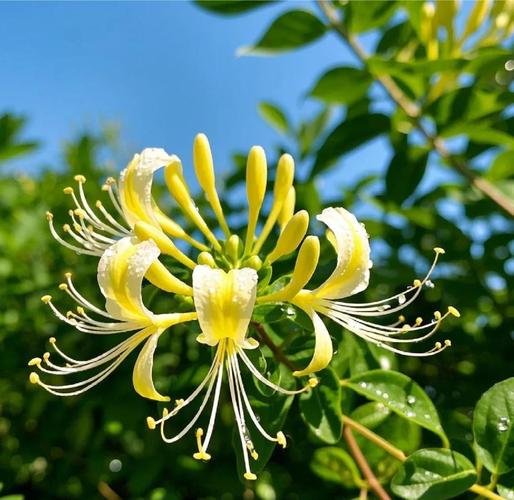 稀少金银花品种有哪些?-图1 稀少金银花品种有哪些?-图1