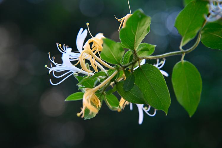 稀少金银花品种有哪些?-图3 稀少金银花品种有哪些?-图3