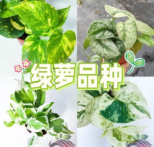 绿萝叶子薄是品种问题吗?-图2 绿萝叶子薄是品种问题吗?-图2