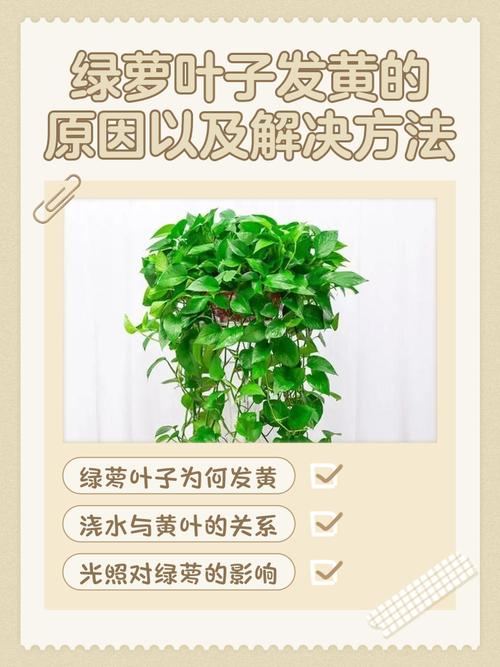 绿萝叶子薄是品种问题吗?-图1 绿萝叶子薄是品种问题吗?-图1