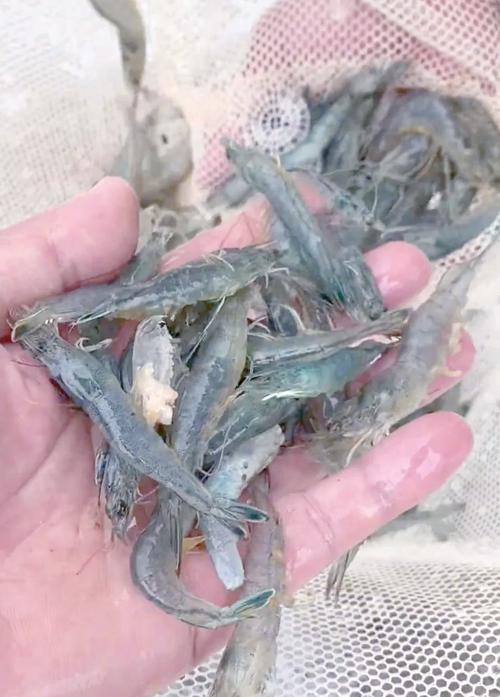 南美白对虾新型养殖技术-图2 南美白对虾新型养殖技术-图2