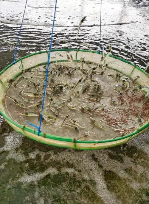 南美白对虾新型养殖技术-图1 南美白对虾新型养殖技术-图1