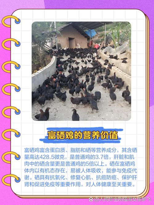 哪里能学正宗山鸡养殖技术？-图2