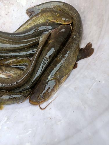 野生土鲶鱼家养技术难点是什么？-图3