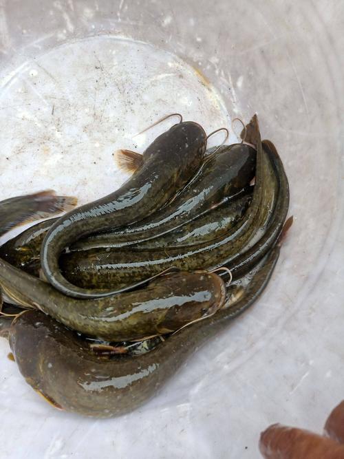 野生土鲶鱼家养技术难点是什么？-图2