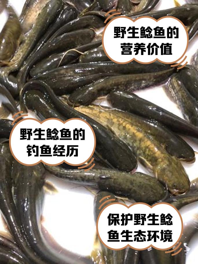 野生土鲶鱼家养技术难点是什么？-图1
