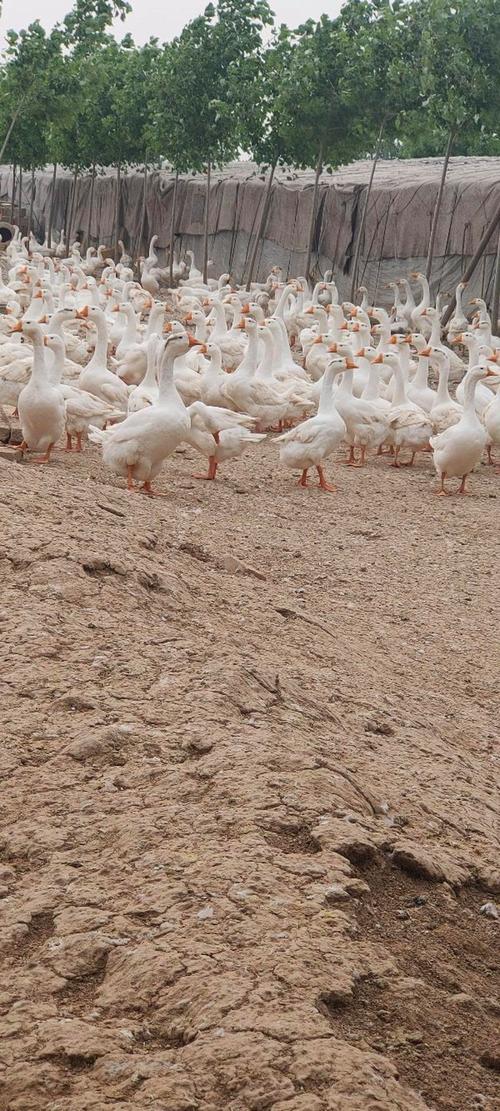 什么品种大鹅产蛋最多?-图1 什么品种大鹅产蛋最多?-图1