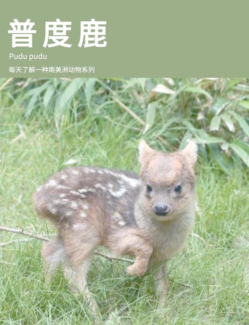 什么品种的鹿不能养?禁养品种有哪些?-图2 什么品种的鹿不能养?禁养品种有哪些?-图2