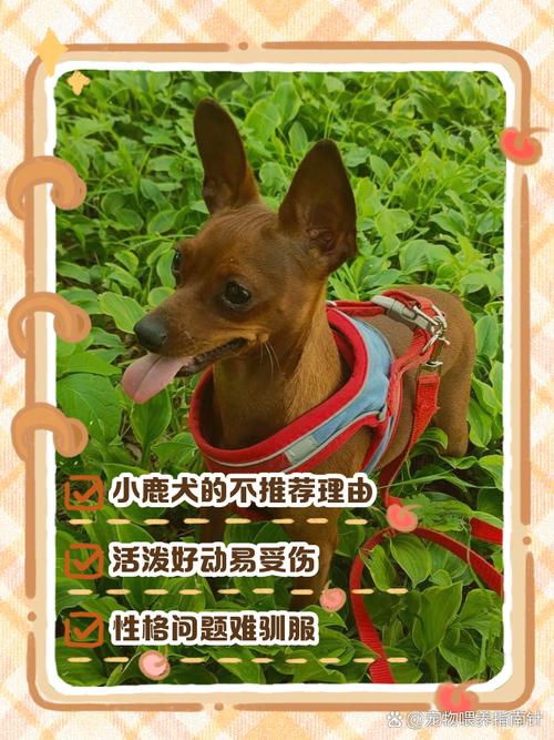 什么品种的鹿不能养？禁养品种有哪些？-图3