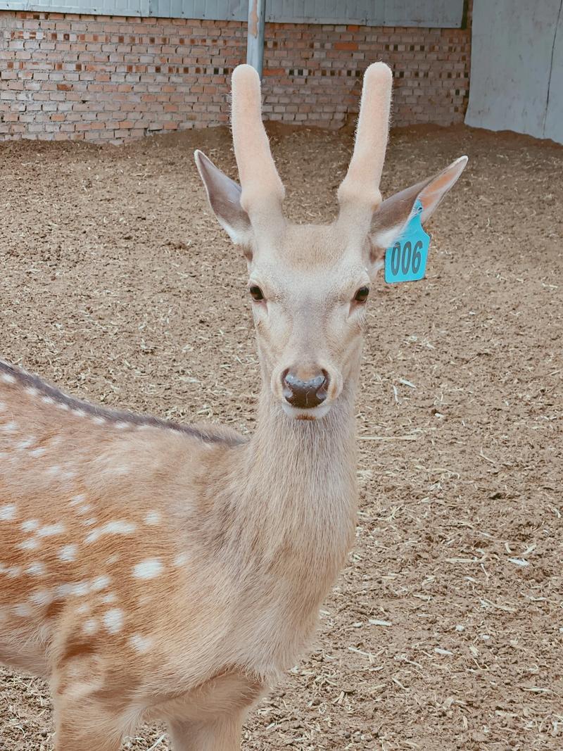 什么品种的鹿不能养?禁养品种有哪些?-图1 什么品种的鹿不能养?禁养品种有哪些?-图1