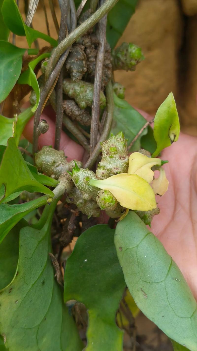 2025年田七价格会涨还是会跌？-图3