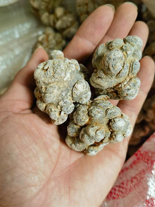 2025年田七价格会涨还是会跌?-图2 2025年田七价格会涨还是会跌?-图2