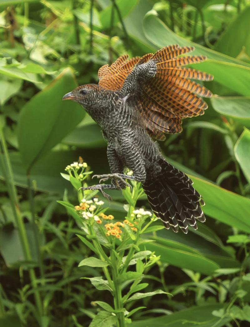 817毛鸡价格今日行情如何?养殖巴巴最新报价-图3 817毛鸡价格今日行情如何?养殖巴巴最新报价-图3