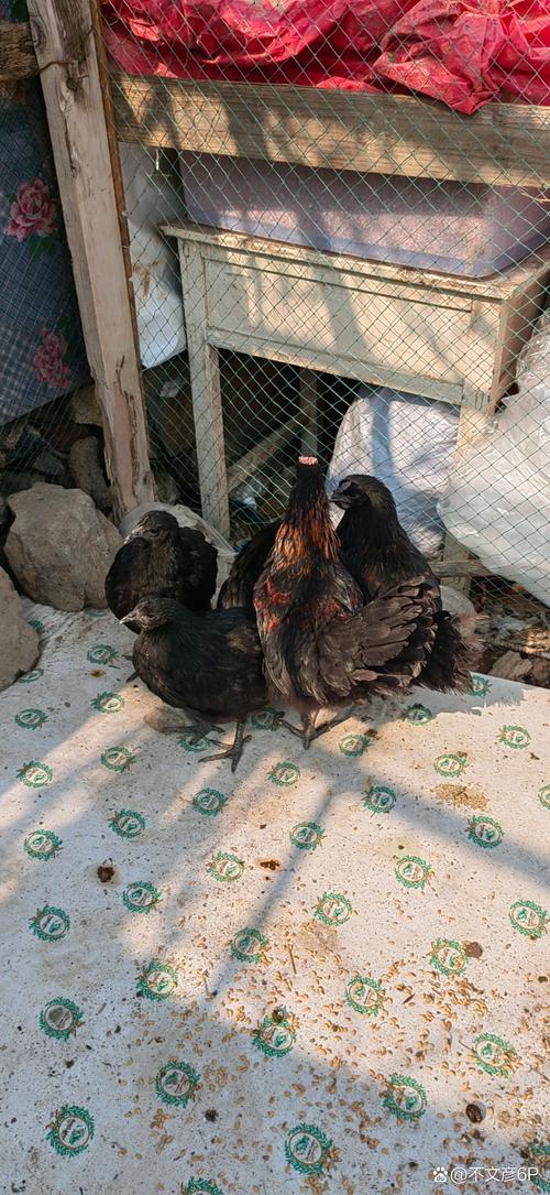 817毛鸡价格今日行情如何?养殖巴巴最新报价-图2 817毛鸡价格今日行情如何?养殖巴巴最新报价-图2