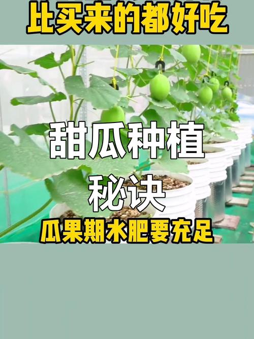 脆瓜提纯复壮技术怎么掌握？-图2