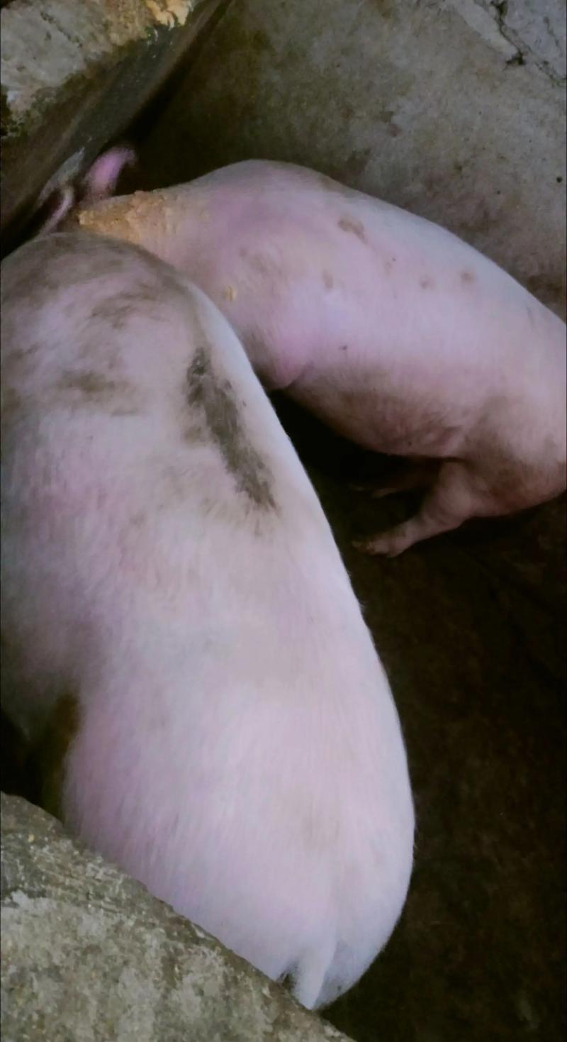 背膘厚超20的猪品种有哪些？-图1