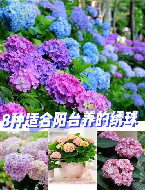 耐寒好养的绣球花品种有哪些?-图1 耐寒好养的绣球花品种有哪些?-图1