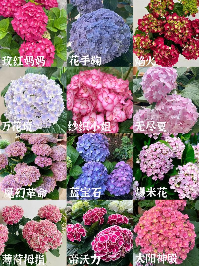 耐寒好养的绣球花品种有哪些？-图3