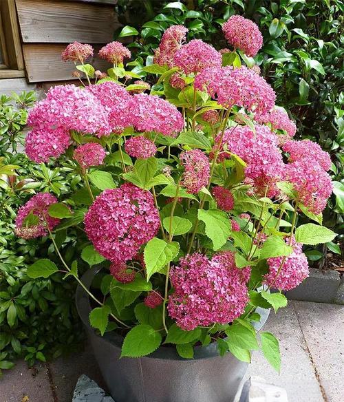 耐寒好养的绣球花品种有哪些？-图2