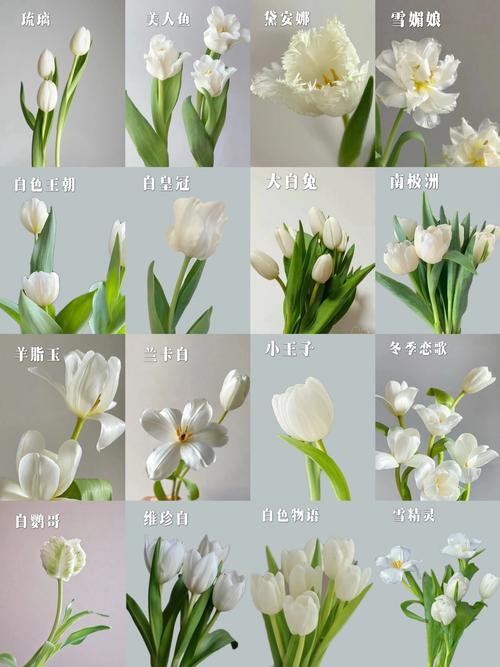 郁金香什么品种既好看又好养?-图1 郁金香什么品种既好看又好养?-图1
